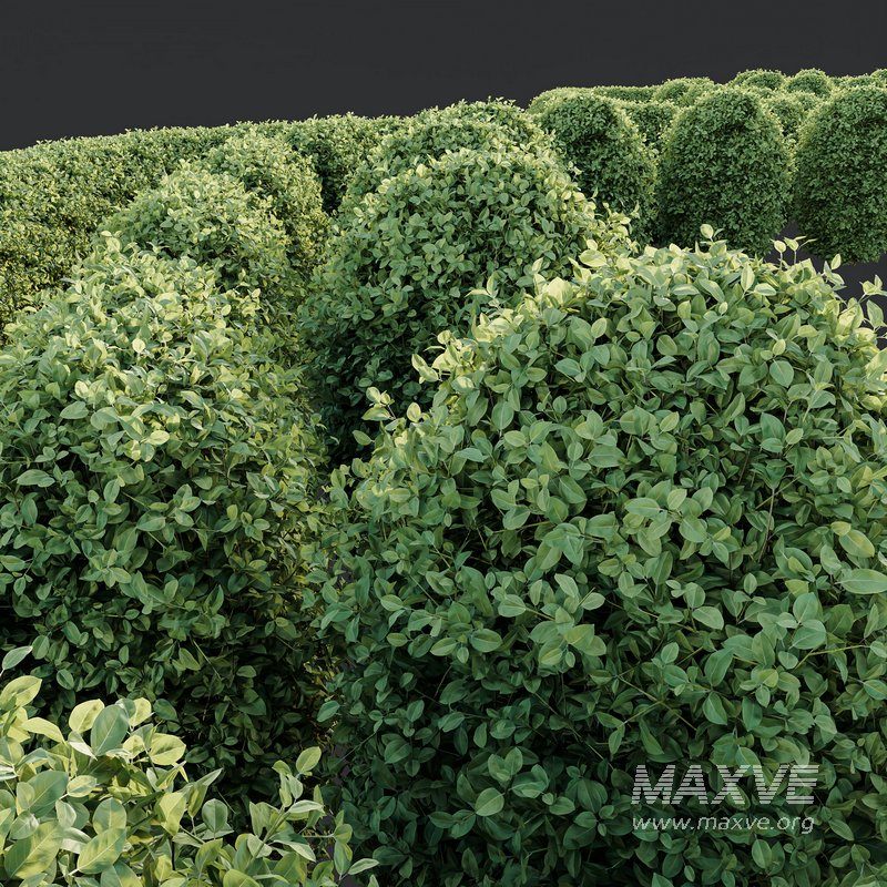 HQ Plants Ligustrum Ovalifolium Argenteum Aureum Hedge - Image 4