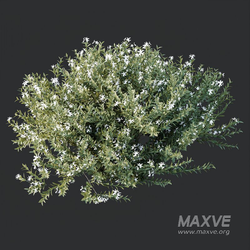 HQ Plants Gray Box Westringia Fruticosa Coastal Rosemary Flower - Image 2