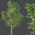 HQ Plants Ash Tree - Thumbnail 3