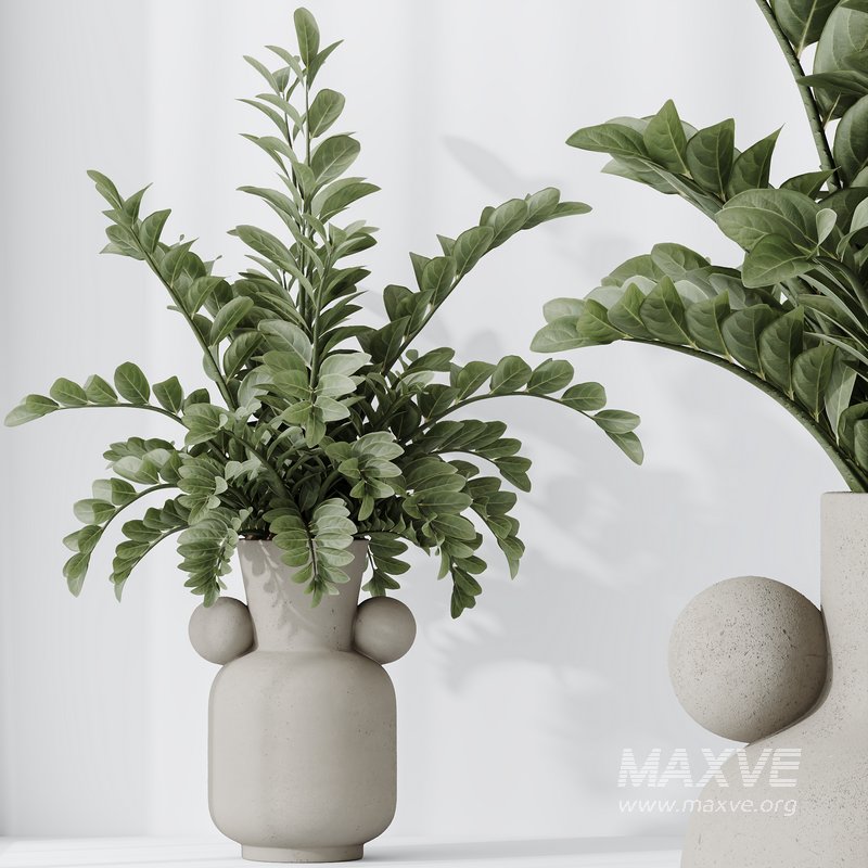 HQ HousePlants ZZ Zamioculcas Zamiifolia Araceae - Image 3