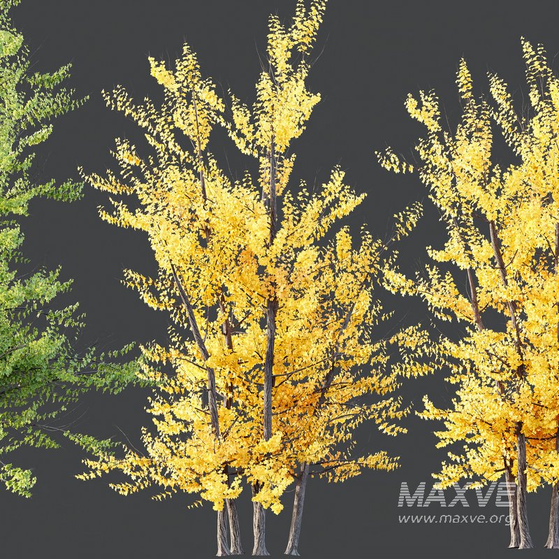 HQ Plants Acer X freemanii Freeman Maple Sapindaceae Autumn Blaze Set03 - Image 3