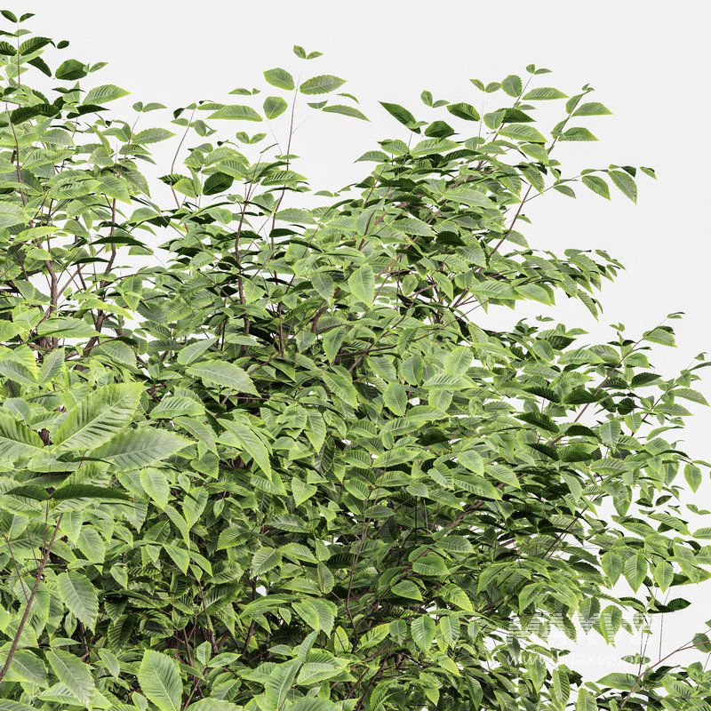 Sweet chestnut and Bush Leaf - Image 2