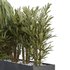 HQ Tree and bush garden box outdoor VOL 45 - Thumbnail 3