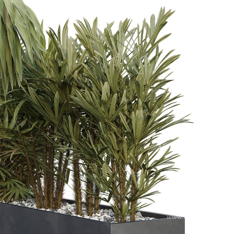 HQ Tree and bush garden box outdoor VOL 45 - Image 3