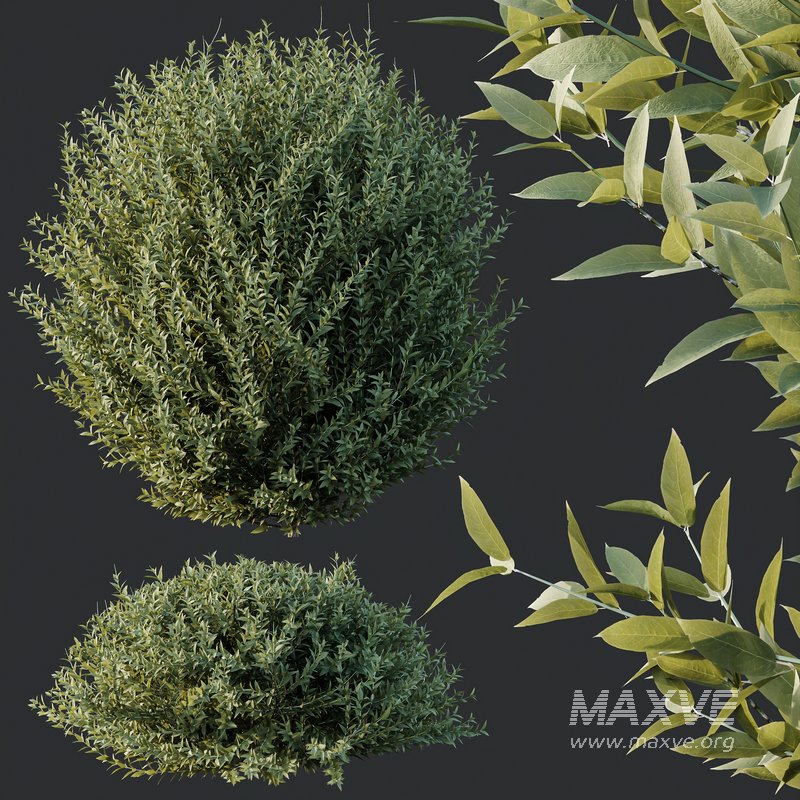 HQ Plants Gray Box Westringia Fruticosa Coastal Rosemary Set02 - Image 3