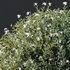 Plants Gray Box Westringia Fruticosa Coastal Rosemary Flower Set02 - Thumbnail 3