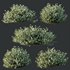 HQ Plants Gray Box Westringia Fruticosa Coastal Rosemary Flower - Thumbnail 4