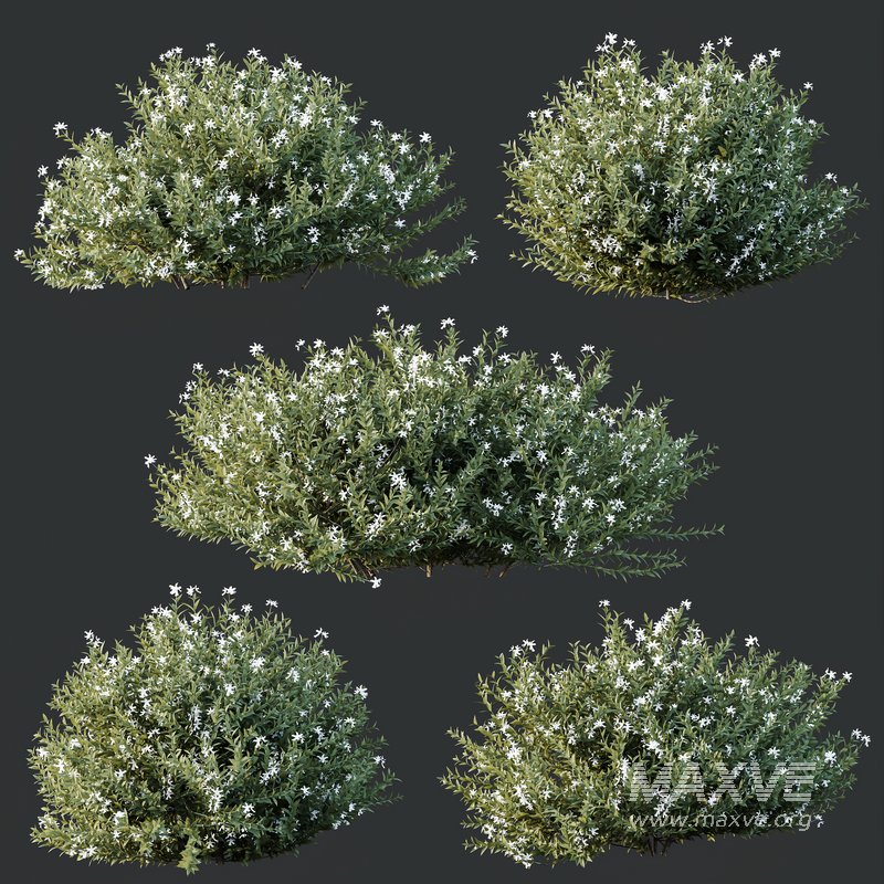 HQ Plants Gray Box Westringia Fruticosa Coastal Rosemary Flower - Image 4