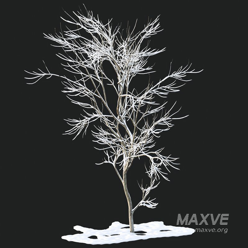 Winter Snow Tree 01 - Image 4