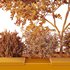 HQ Tree and bush garden box outdoor VOL 54 - Thumbnail 4