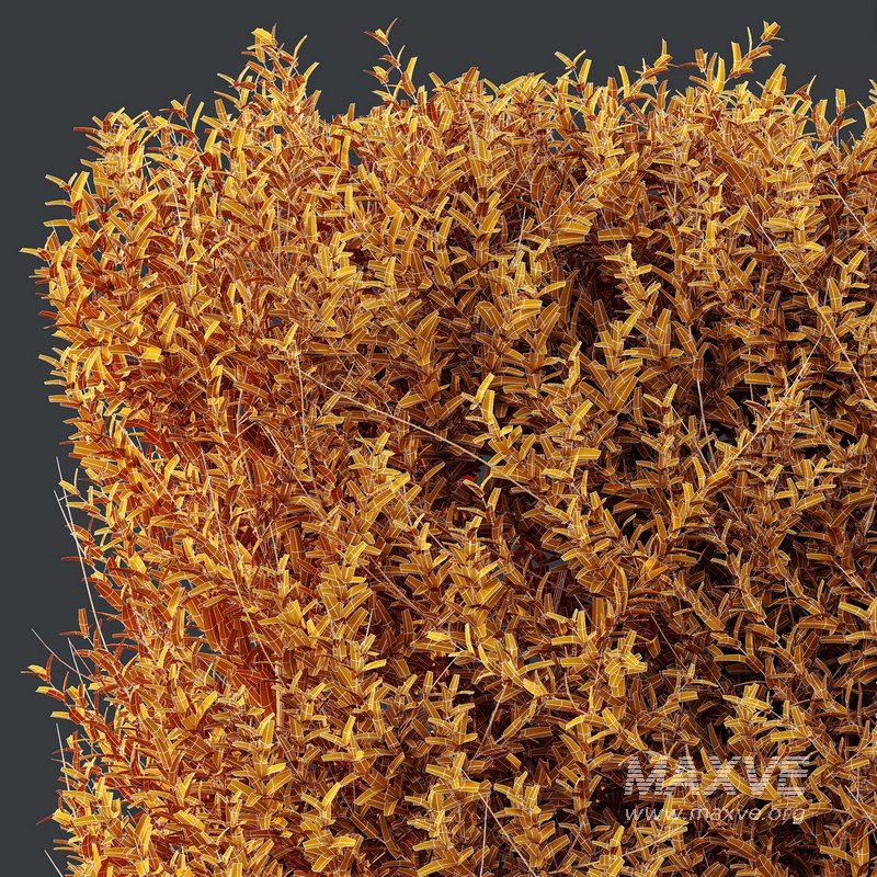 Plants Gray Box Westringia Fruticosa Coastal Rosemary Set03 - Image 4