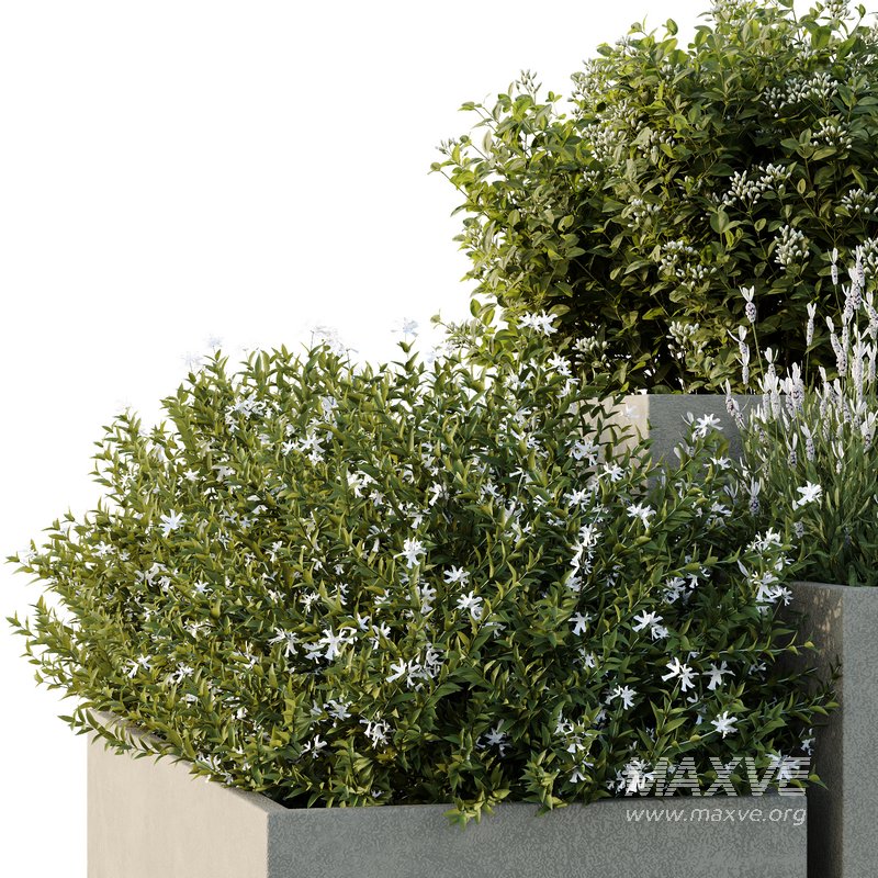 HQ Tree and bush garden box outdoor VOL 51 - Image 4