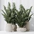 HousePlants ZZ Zamioculcas Zamiifolia Araceae Set02 - Thumbnail 4