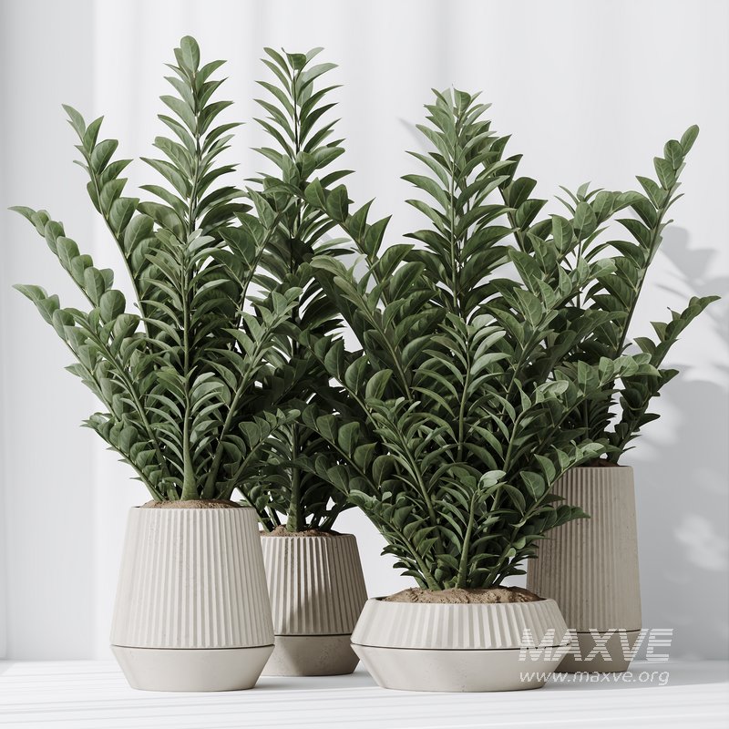 HousePlants ZZ Zamioculcas Zamiifolia Araceae Set02 - Image 4
