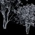 Amelanchier lamarckii4 - Thumbnail 4