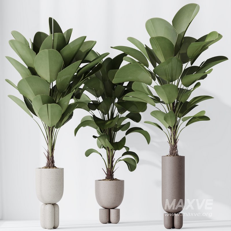 HousePlants Licuala Grandis Ruffled Fan Palm Set02 - Image 4