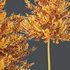 HQ Plants Acer X freemanii Freeman Maple Sapindaceae Umbrella - Thumbnail 3