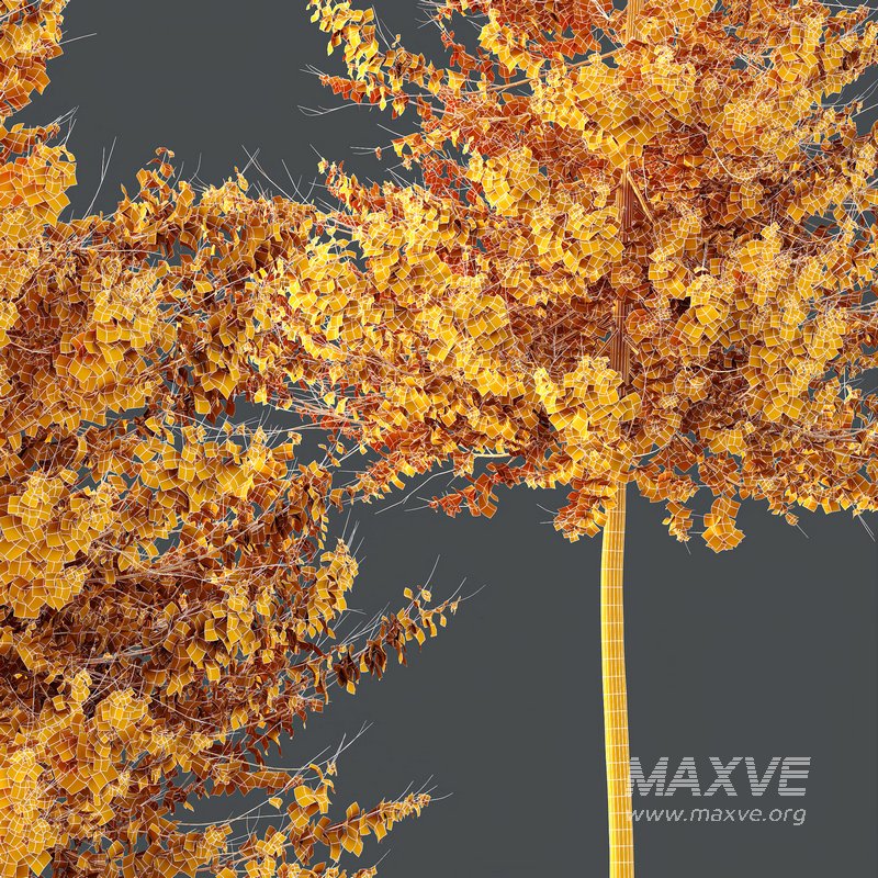 HQ Plants Acer X freemanii Freeman Maple Sapindaceae Umbrella - Image 3