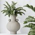 HQ HousePlants ZZ Zamioculcas Zamiifolia Araceae - Thumbnail 4
