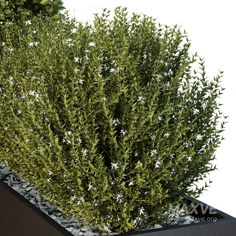 HQ Tree and bush garden box outdoor VOL 49 - Image 4