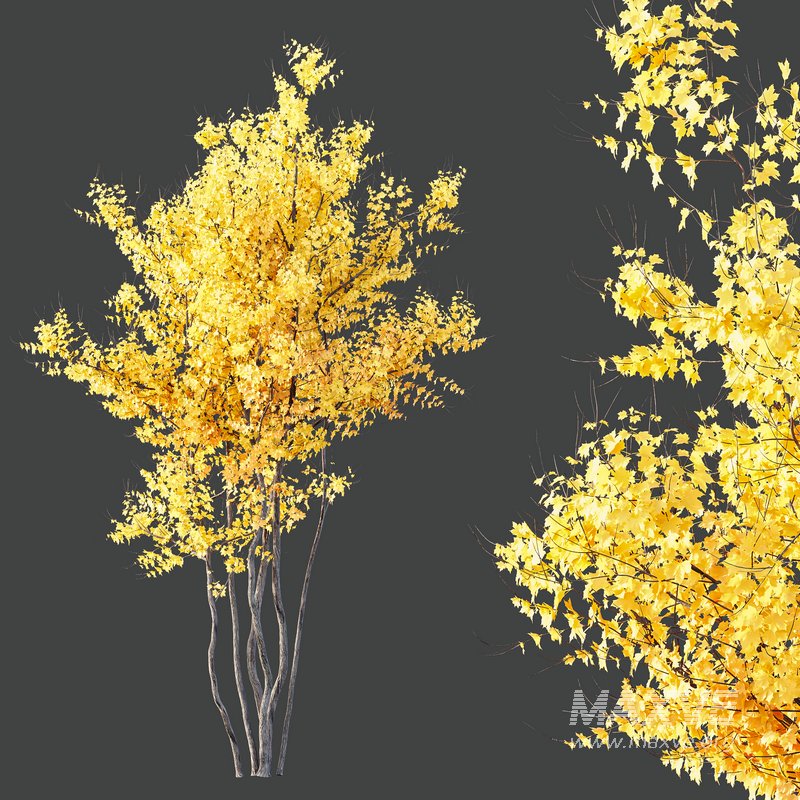 Plants Acer X freemanii Freeman Maple Sapindaceae Autumn Blaze - Image 4