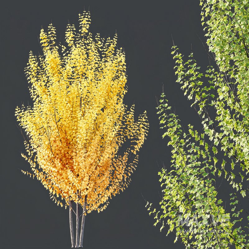 Plants Acer X_freemanii Freeman Maple Sapindaceae Autumn Blaze Set02 - Image 4