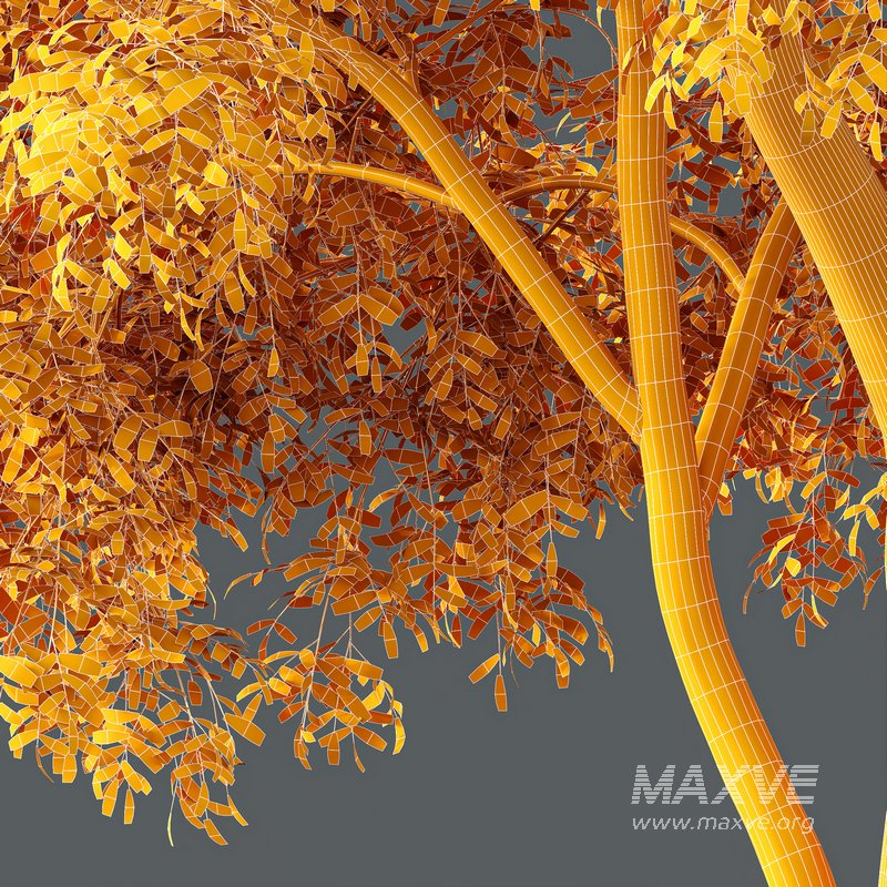 HQ Plants American Elm Tree - Image 4