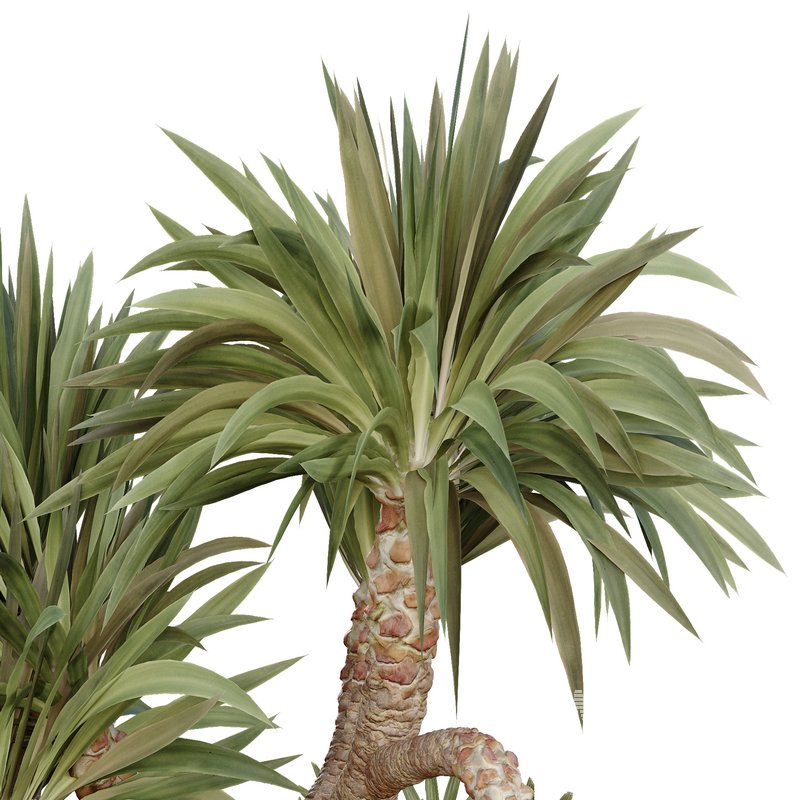 HQ Tree and bush garden box outdoor VOL 45 - Image 4