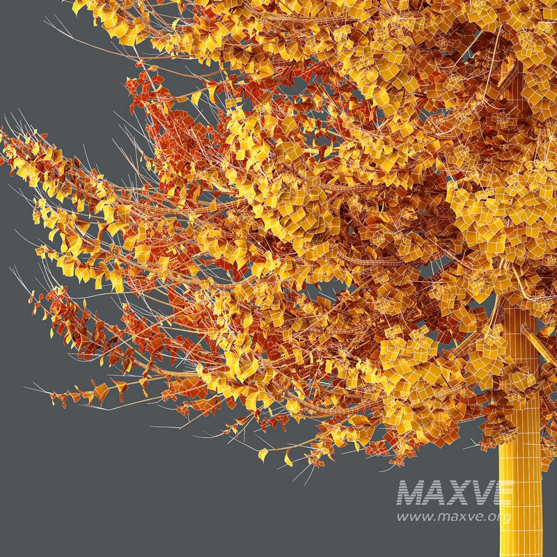 Plants Acer X freemanii Freeman Maple Sapindaceae Umbrella Set02 - Image 4