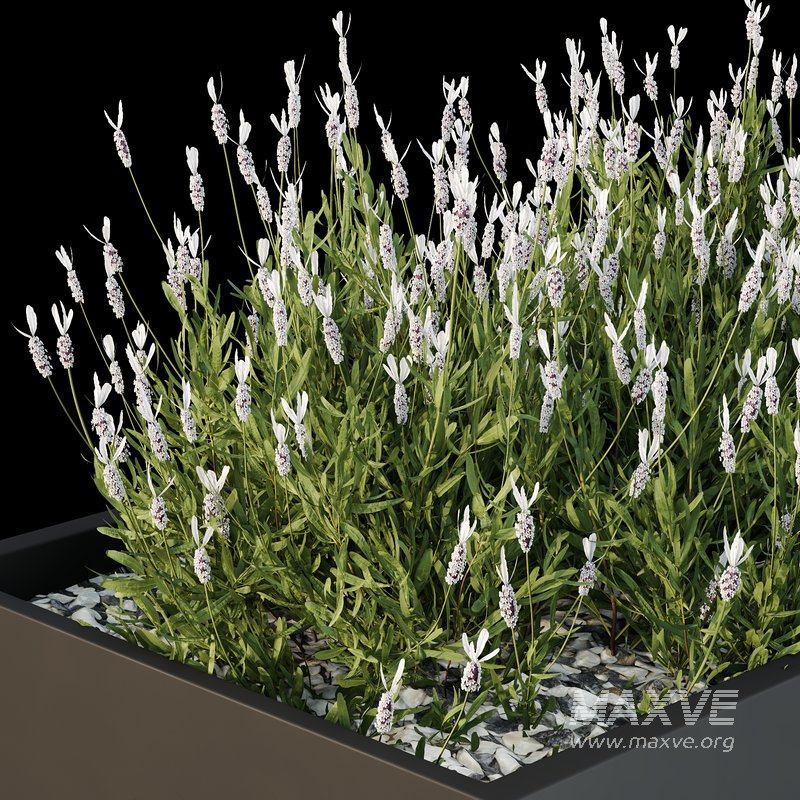 HQ Tree and bush garden box outdoor VOL 53 - Image 4