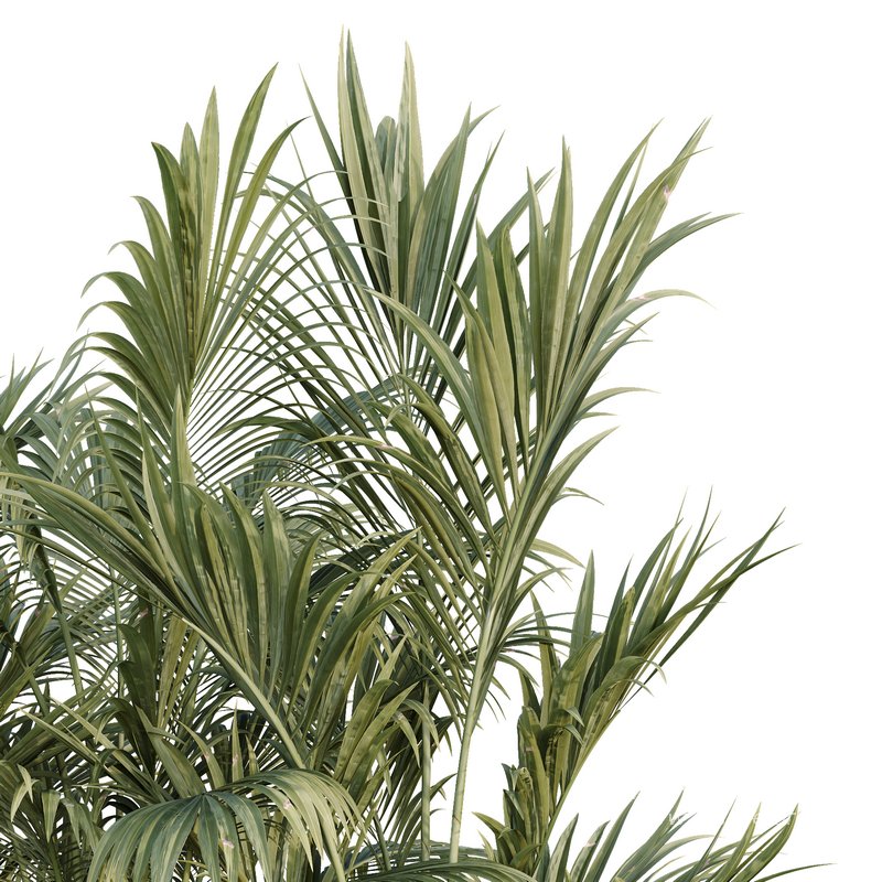 HQ Tree and bush garden box outdoor VOL 44 - Image 4