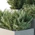 HQ Tree and bush garden box outdoor VOL 52 - Thumbnail 4