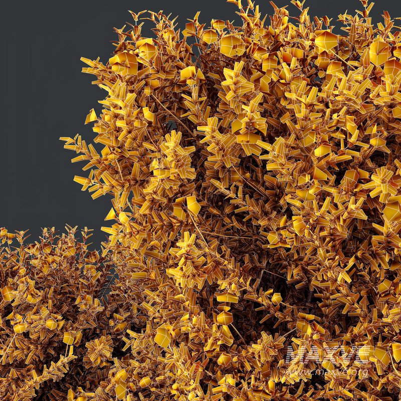 HQ Plants Gray Box Westringia Fruticosa Coastal Rosemary Flower Set03 - Image 4