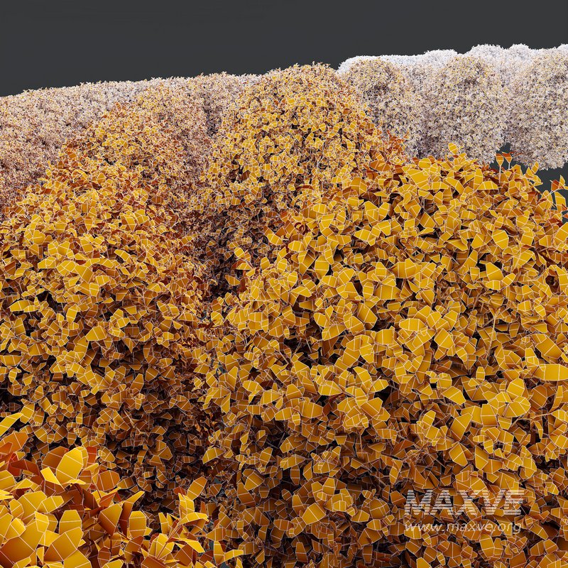 HQ Plants Ligustrum Ovalifolium Argenteum Aureum Hedge - Image 3