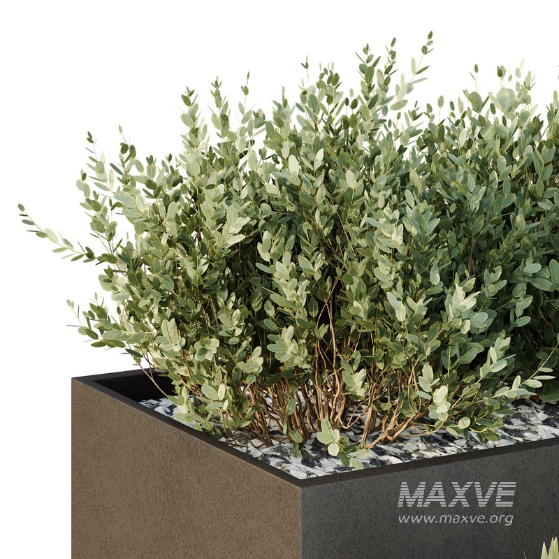 Tree and bush garden box outdoor VOL 55 - Image 4