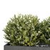 HQ Tree and bush garden box outdoor VOL 46 - Thumbnail 4