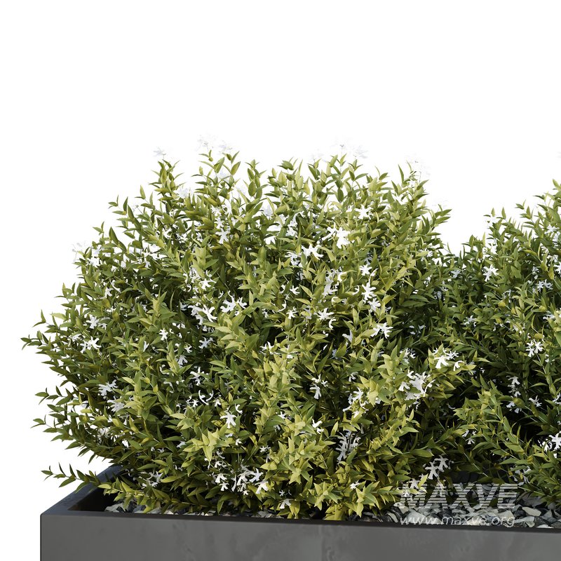 HQ Tree and bush garden box outdoor VOL 46 - Image 4