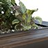 HQ Tree and bush garden box outdoor VOL 46 - Thumbnail 5