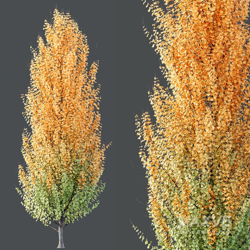 Maple Sapindaceae and Acer Saccharinum Fall trees - Image 5