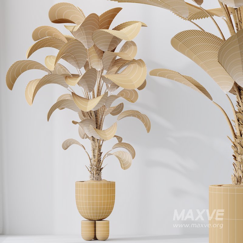 HousePlants Licuala Grandis Ruffled Fan Palm Set02 - Image 5