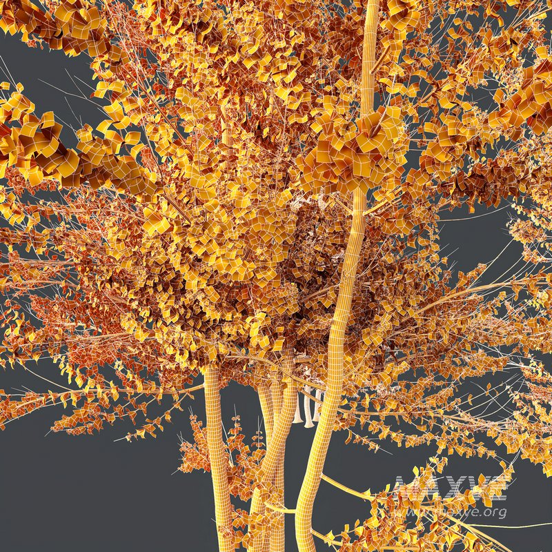 HQ Plants Acer X freemanii Freeman Maple Sapindaceae Autumn Blaze Set03 - Image 5