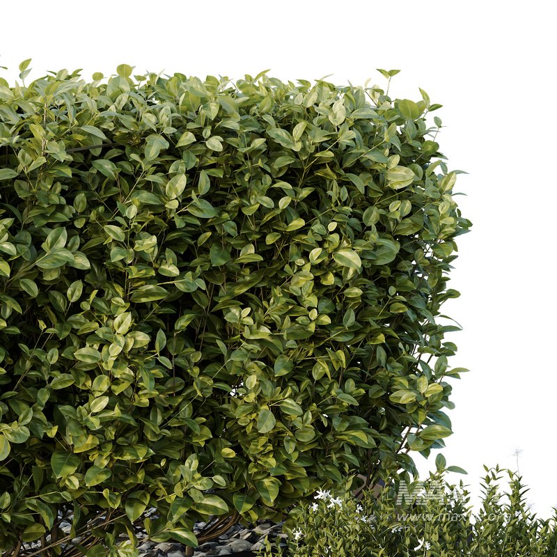 HQ Tree and bush garden box outdoor VOL 49 - Image 5