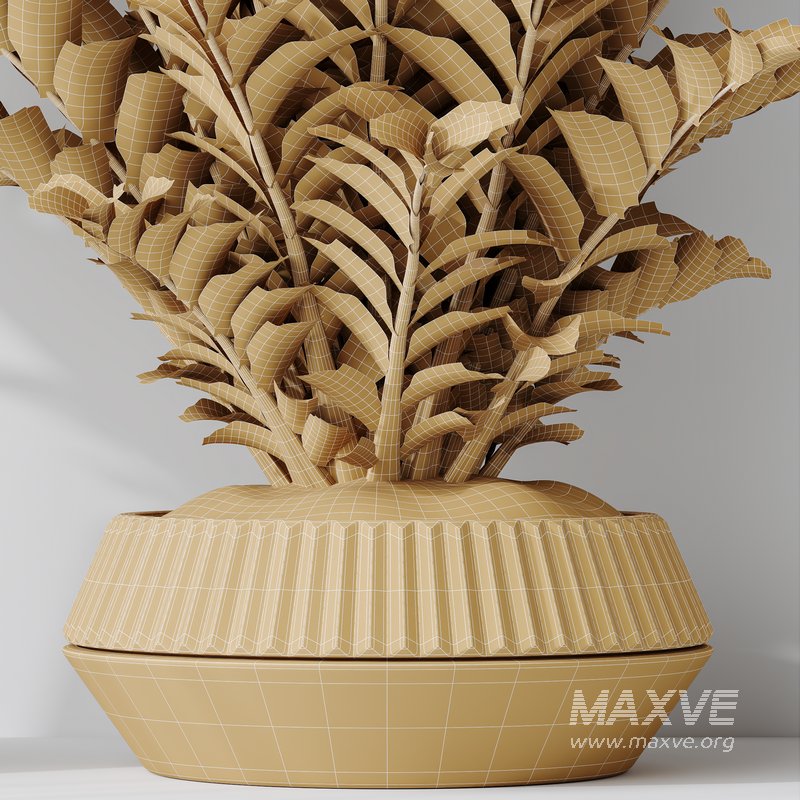 HousePlants ZZ Zamioculcas Zamiifolia Araceae Set02 - Image 5