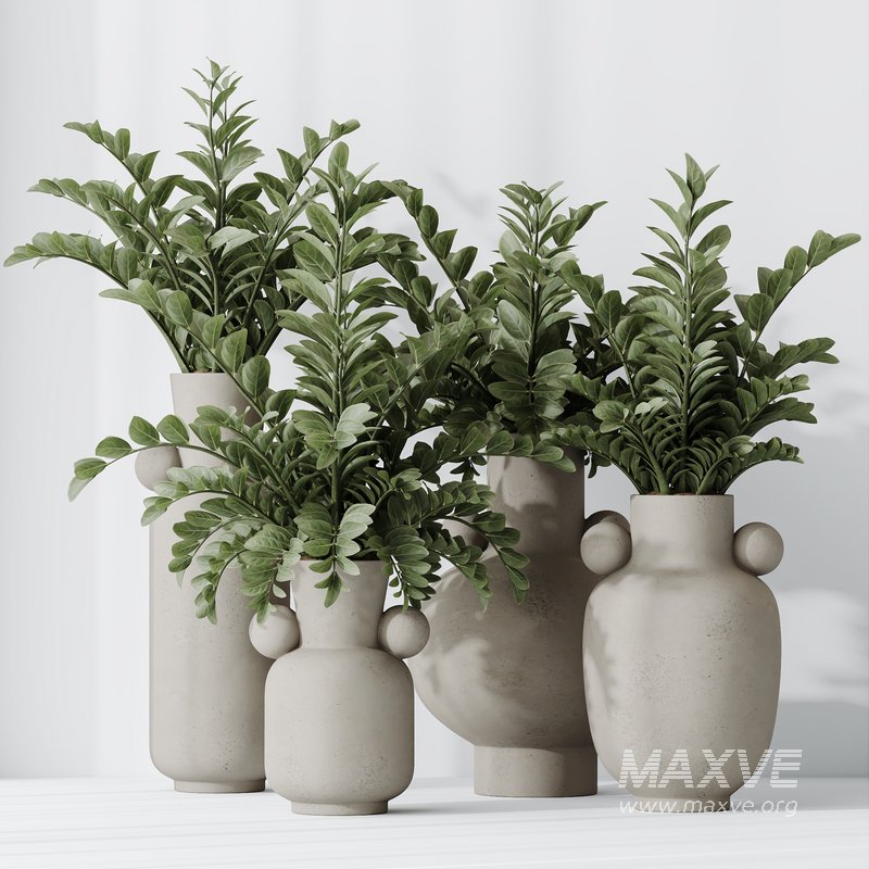 HQ HousePlants ZZ Zamioculcas Zamiifolia Araceae - Image 5