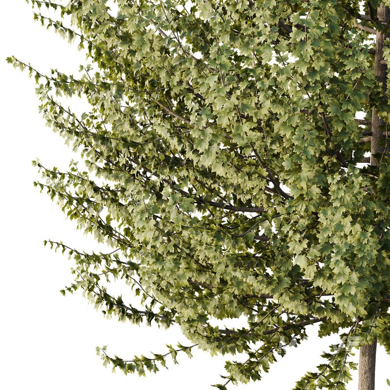 HQ Tree and bush garden box outdoor VOL 50 - Image 5