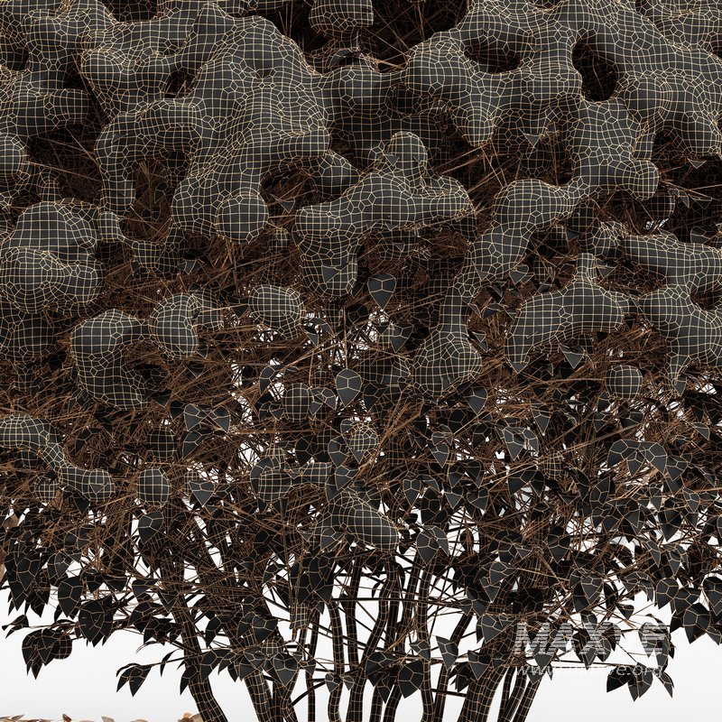 Dwarf Yaupon Holly Box Spherical Cone Winter 02 - Image 5