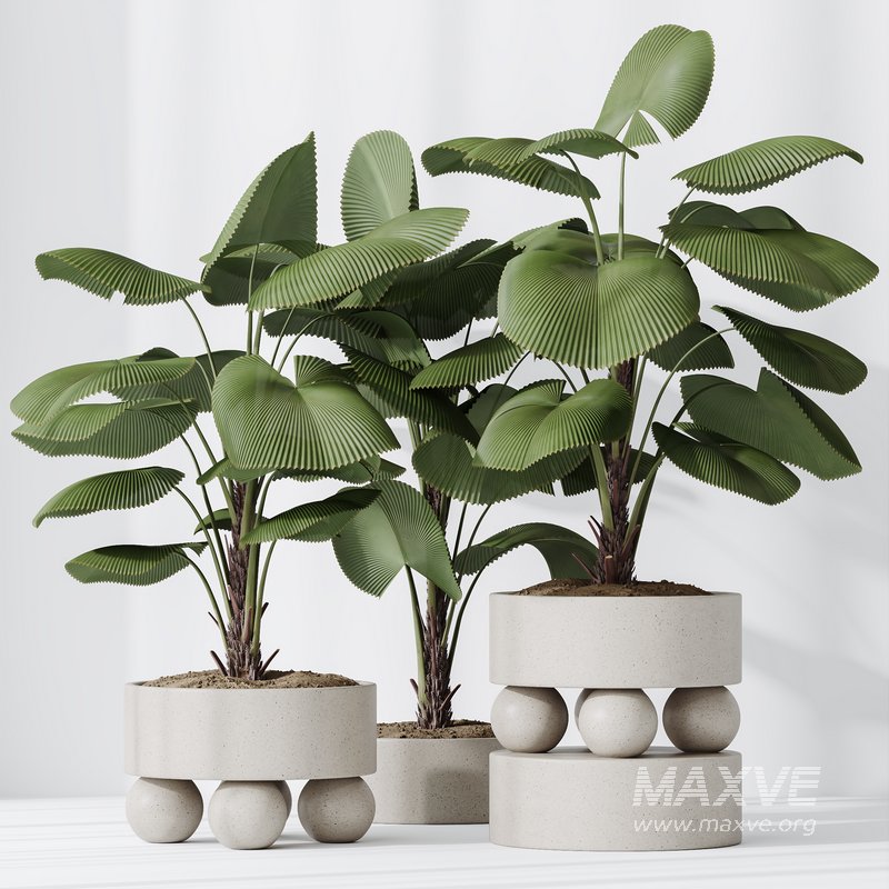 HQ HousePlants Licuala Grandis Ruffled Fan Palm - Image 5