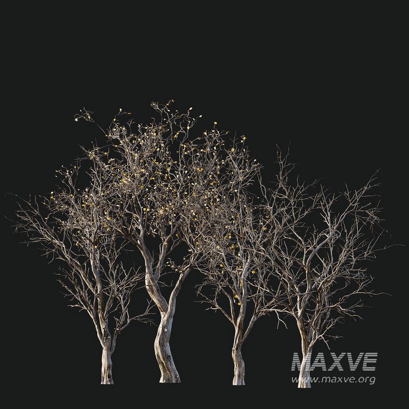 Dry Or Dead Tree 01 - Image 5