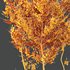 Plants Acer X freemanii Freeman Maple Sapindaceae Autumn Blaze - Thumbnail 5