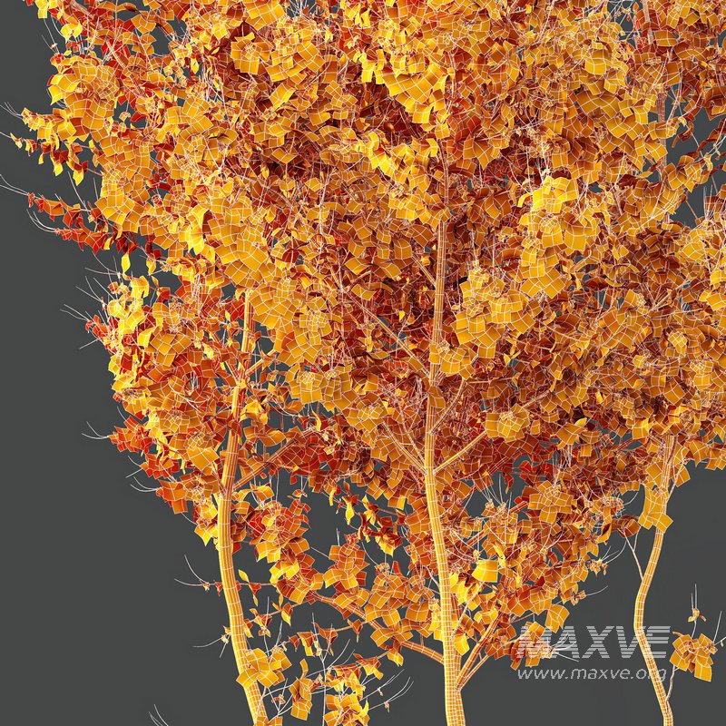 Plants Acer X freemanii Freeman Maple Sapindaceae Autumn Blaze - Image 5